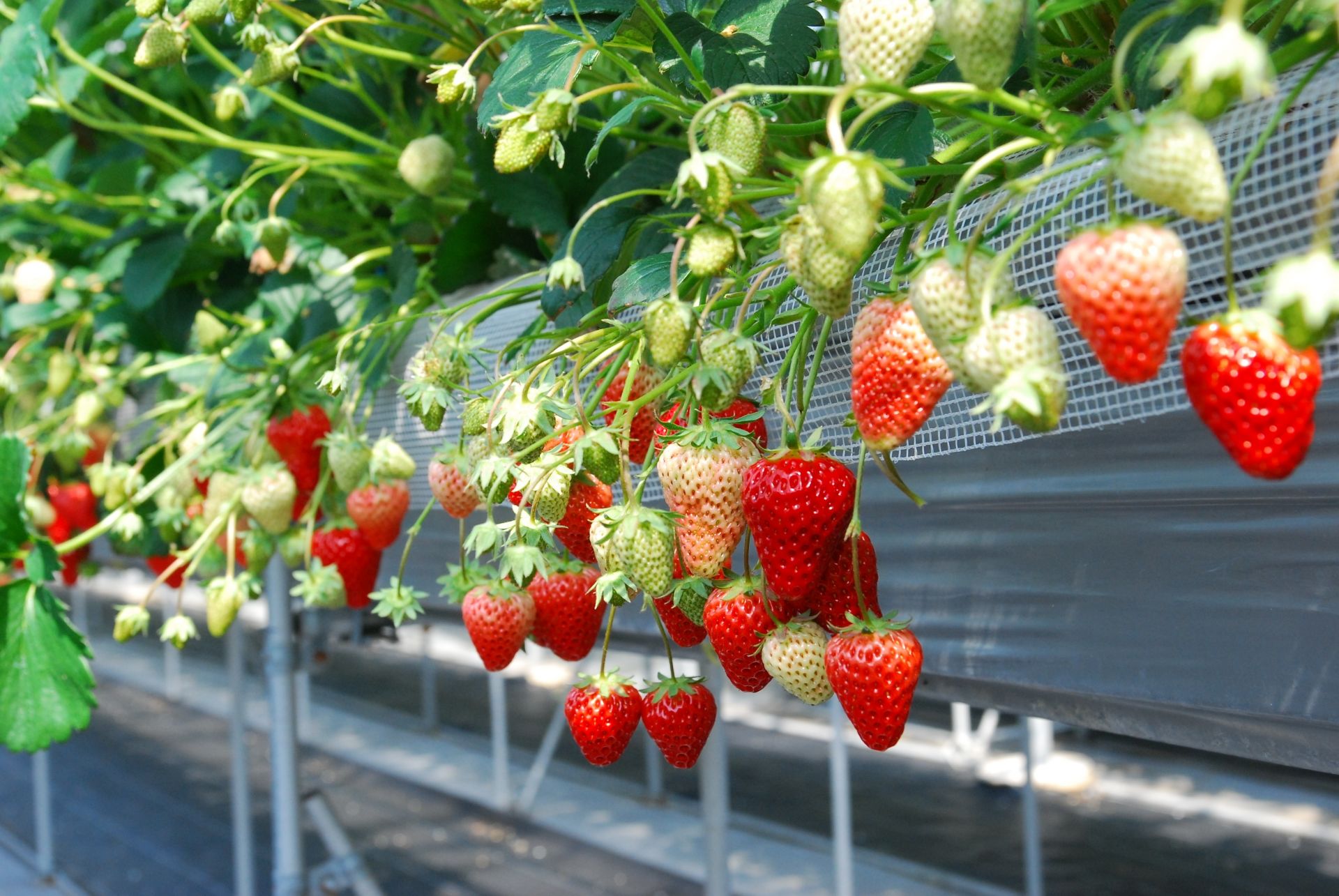 美味しそうないちご