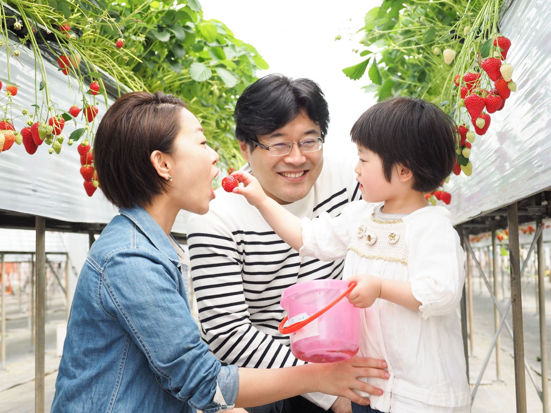 いちご狩りを楽しむ家族