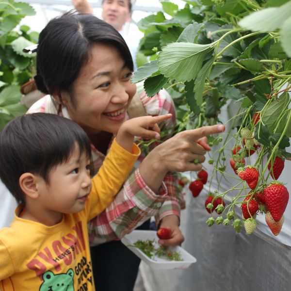 大分の農園はいちご狩りで美味しいフルーツを食べ放題で楽しめます