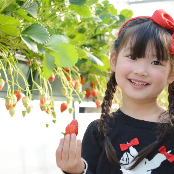 大分にある農園では冬の終わりから初夏の時期にいちご狩りが楽しめます