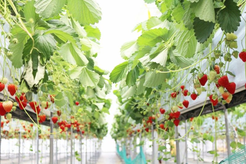 いちご狩りの風景